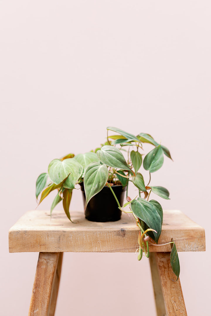 Indoor Plants + Care