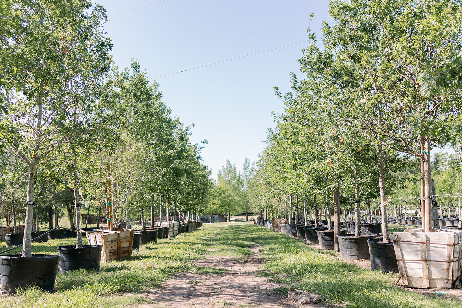 Helping One Person - 8x8 Frame – Fossil Creek Tree Farm