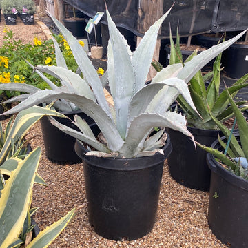 Agave Electric Blue