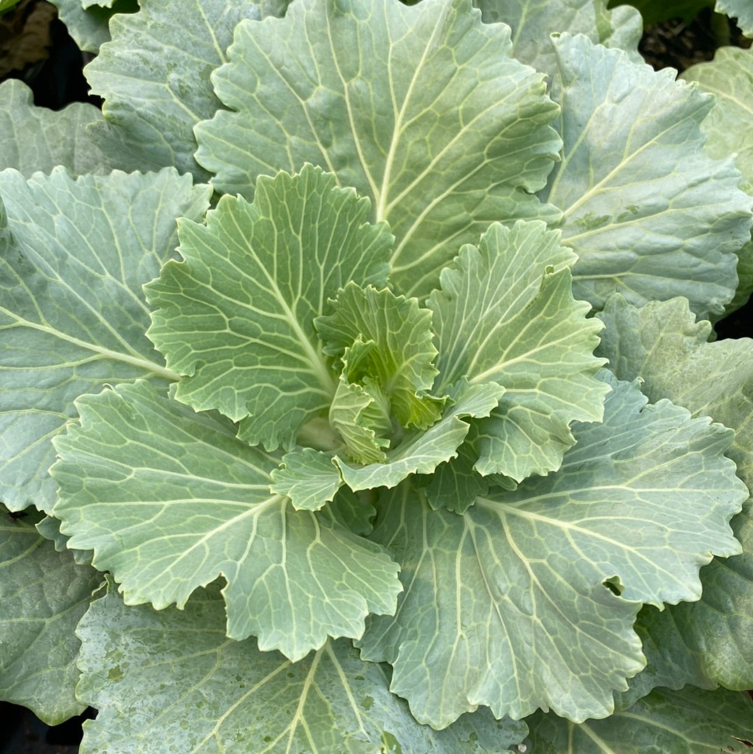 Flowering Cabbage Osaka White Fossil Creek Tree Farm