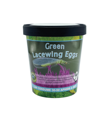 Green Lacewing Eggs Container