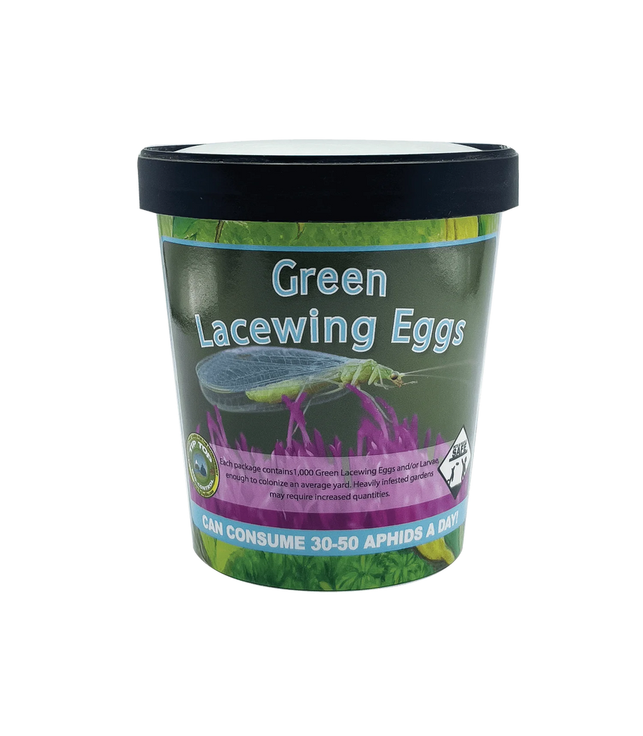 Green Lacewing Eggs Container