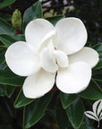 Magnolia - Little Gem