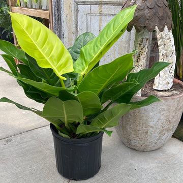 Philodendron Moonlight 10"