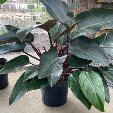 Philodendron Rojo Congo 10"