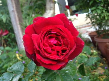 Rose - Scarlet Knight Grandiflora