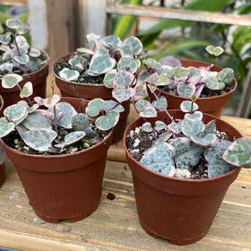 String of Hearts Variegated 2"
