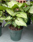 Syngonium White Butterfly 4"