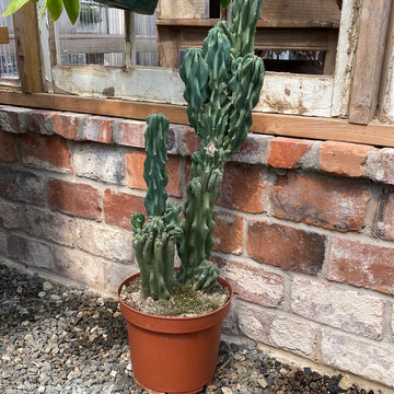 Montrose Cactus 10"