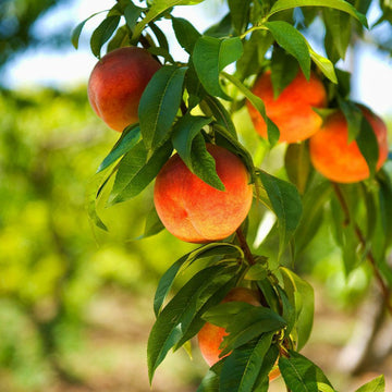 Peach - Harvester