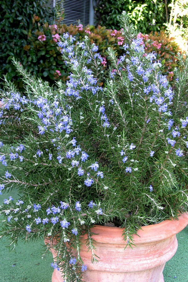 Chef's Choice® Culinary Rosemary