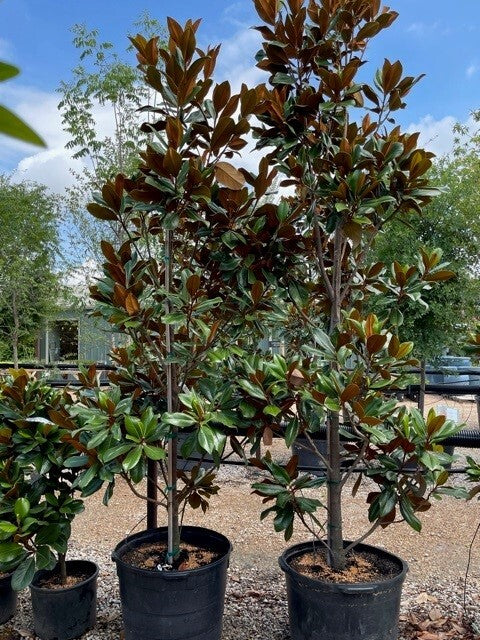 D.D. Blanchard Southern Magnolia Tree