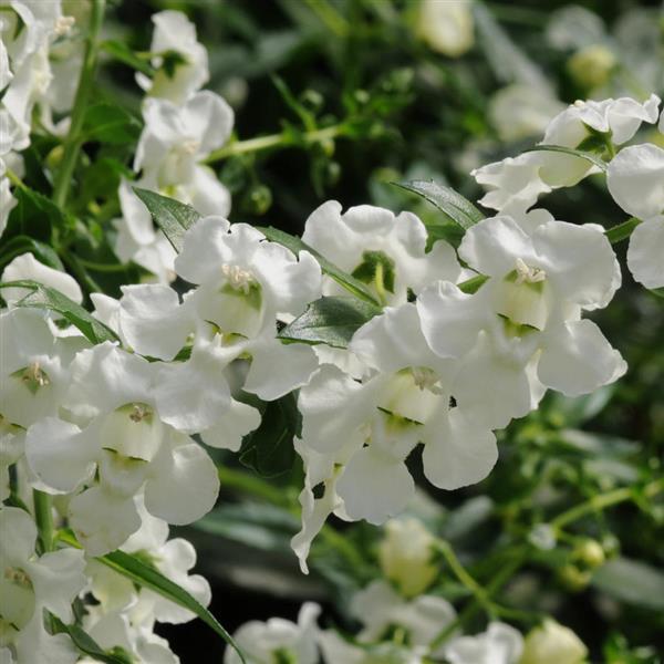 Angelonia Angel Mist White