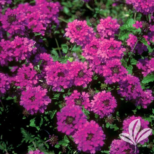 http://fossilcreektreefarm.com/cdn/shop/products/HomesteadPurpleVerbena.jpg?v=1666275438