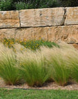 Grass - Mexican Feather
