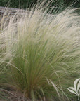 Grass - Mexican Feather