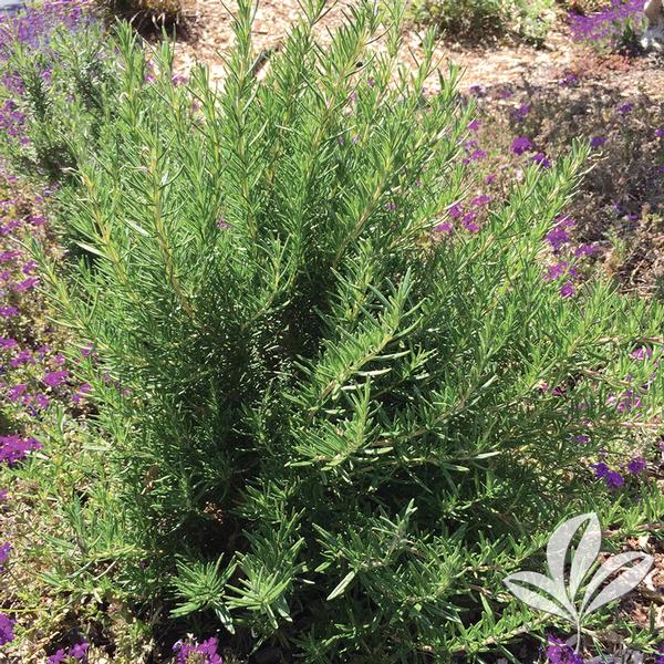 Rosemary Leaf - Colours