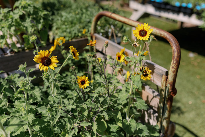 Things to do in August for a Happy Garden