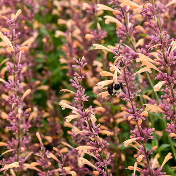 Agastache - Meant To Bee Queen Nectarine Proven Winners
