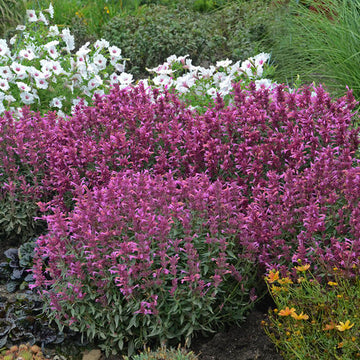 Agastache - Rosie Posie