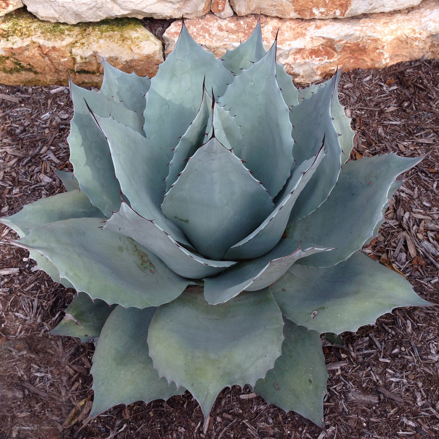 Agave - Whale's Tongue