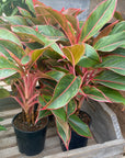 Aglaonema 4"