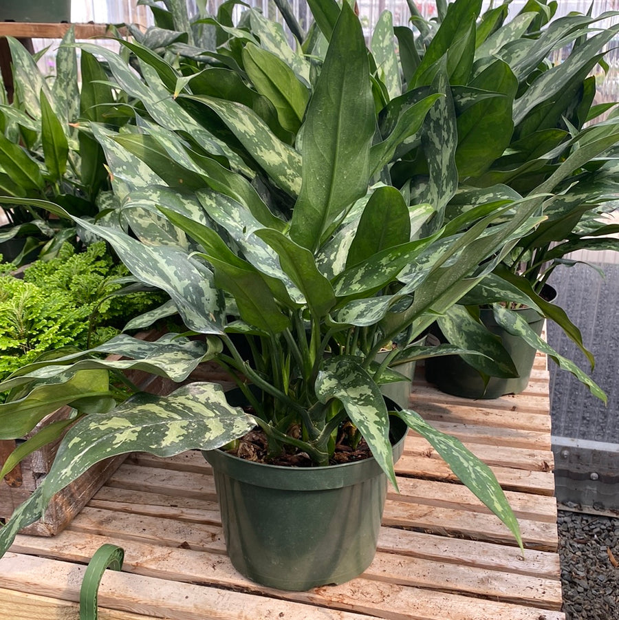 Aglaonema Emerald Beauty 8"