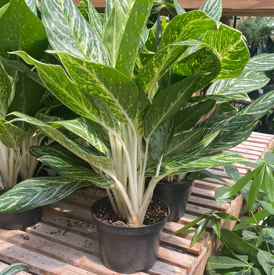 Aglaonema Golden Madonna 6"