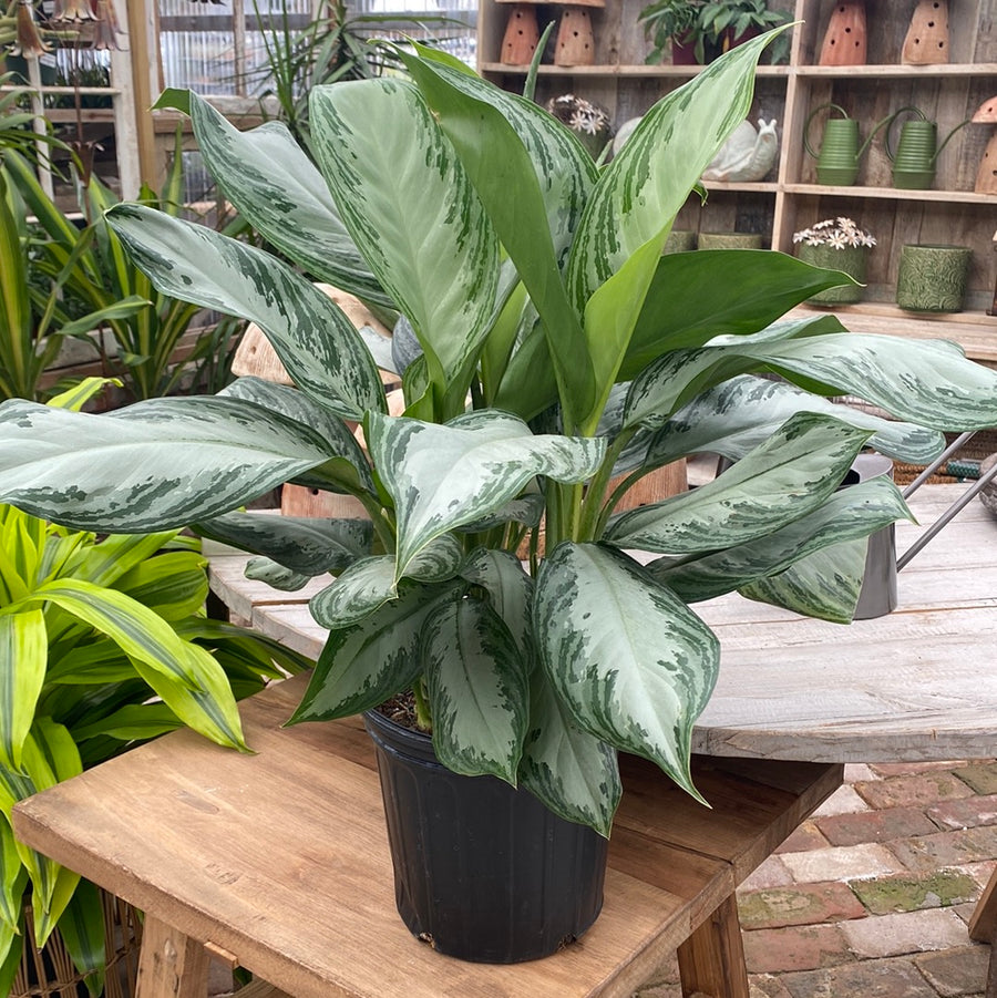 Aglaonema Silver Bay 8"