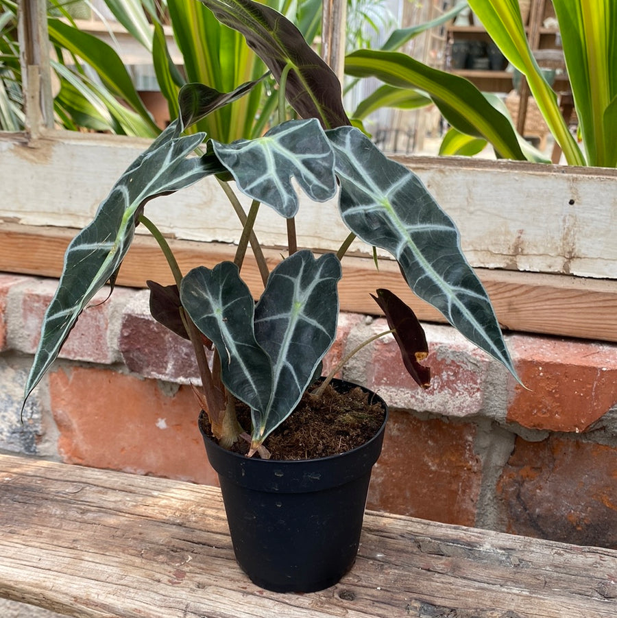 Alocasia 4"