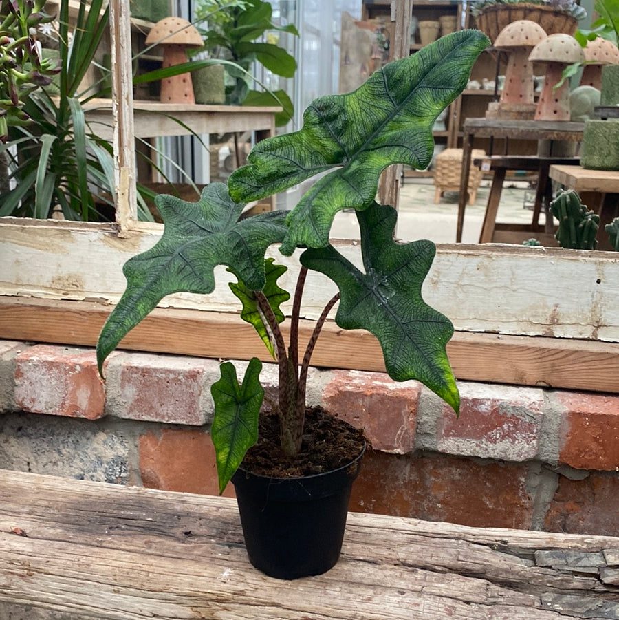 Alocasia Jacklyn 4"