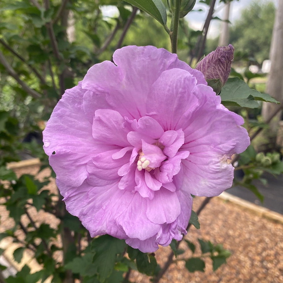 Althea - Purple Tree | Fossil Creek Tree Farm