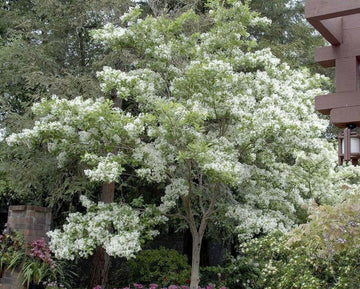 American White Fringe Tree