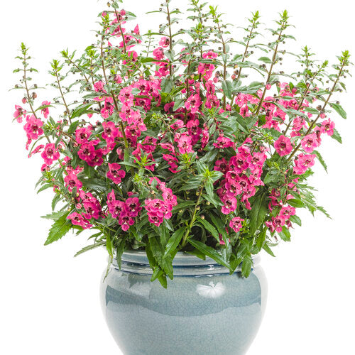 Angelonia - Angelface Perfectly Pink Proven Winners