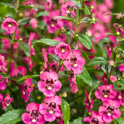 Angelonia - Angelface Perfectly Pink Proven Winners