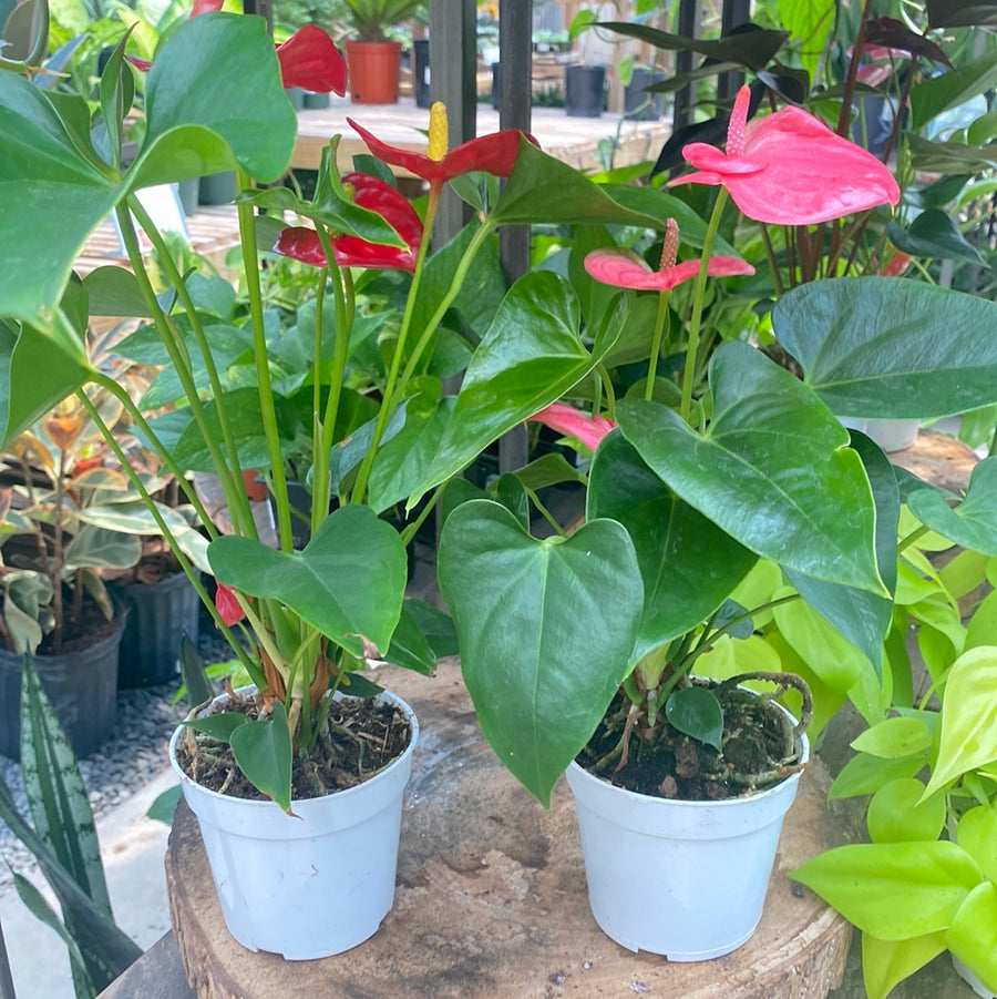 Anthurium 4"