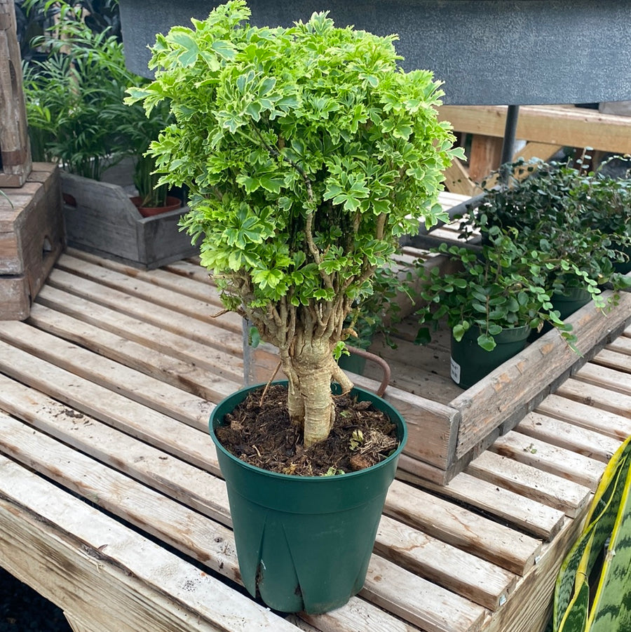 Aralia Ming Stump Variegated 6"