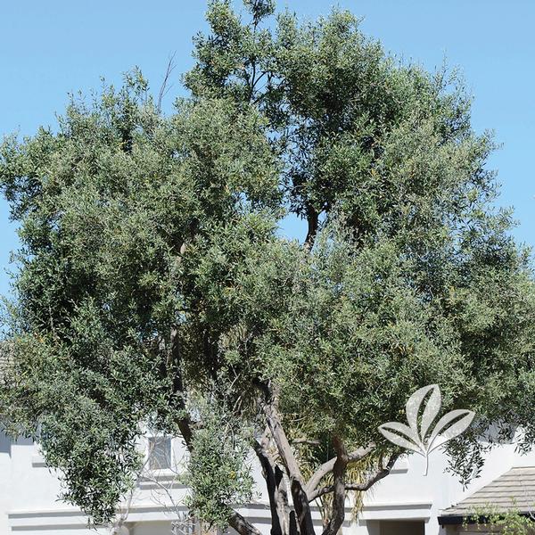 Olive - Arbequina Tree Form