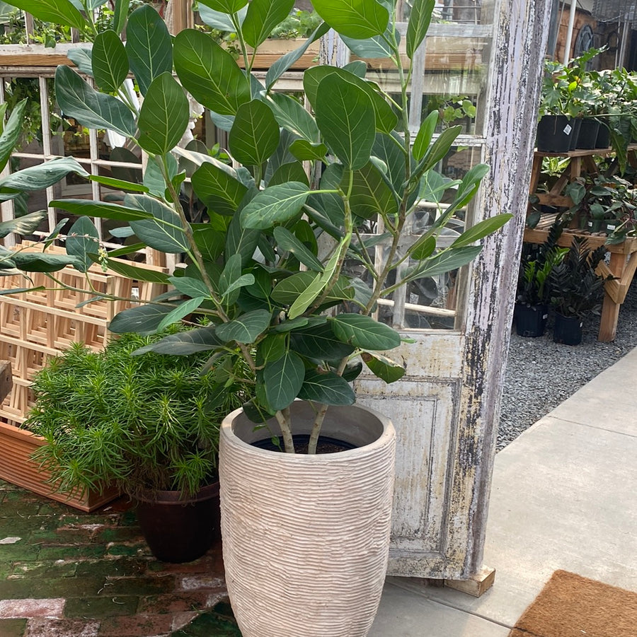 Ficus Audrey Bush 14"