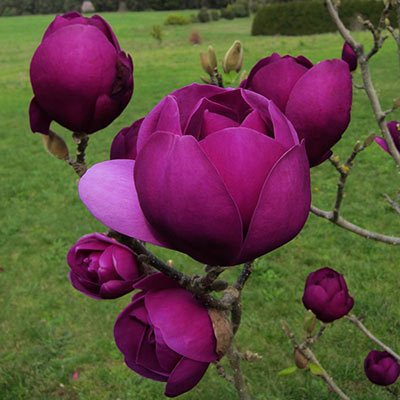 Magnolia - Black Tulip
