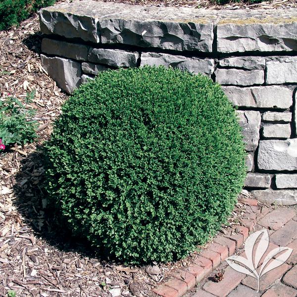 Boxwood - Wintergreen