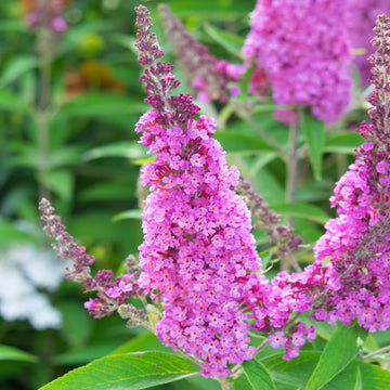 Butterfly Bush - Baby Buzz Candy Pink