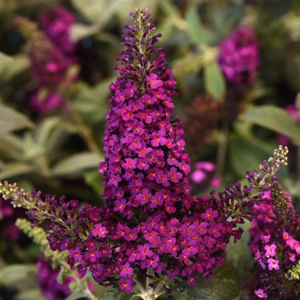 Butterfly Bush - Chrysalis Cranberry