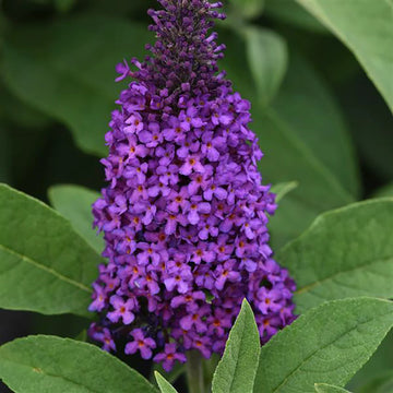 Butterfly Bush - Chrysalis Purple