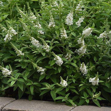 Butterfly Bush - Chrysalis White