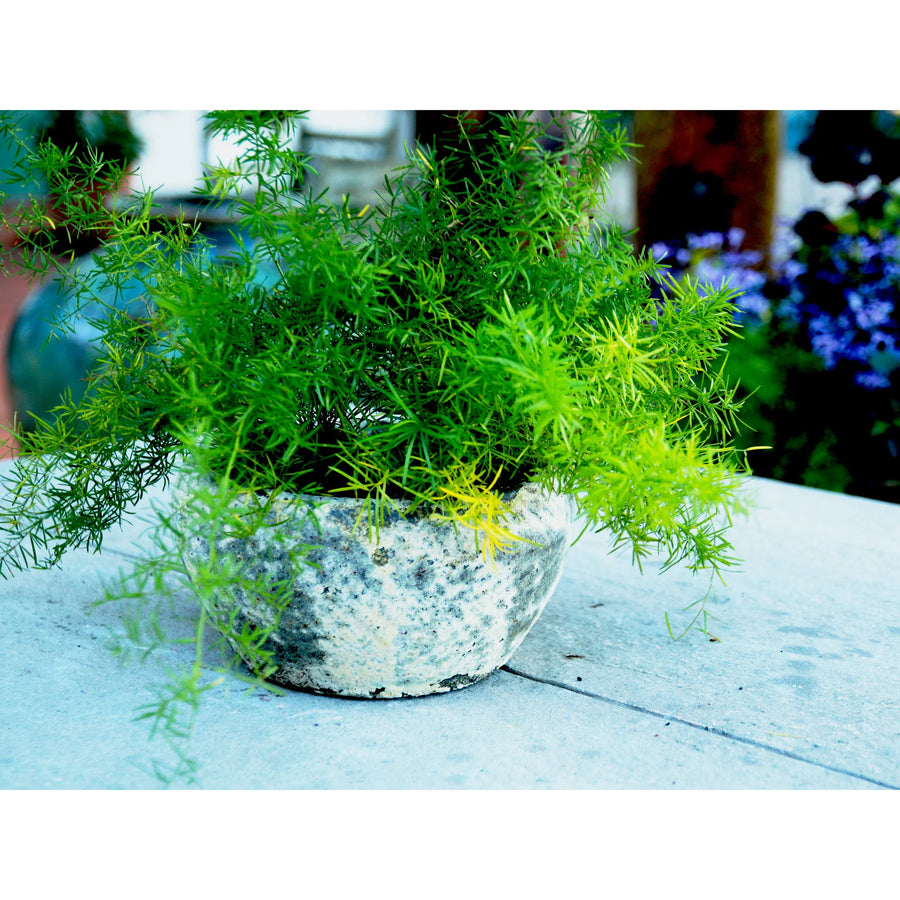 Button Planter Aegean