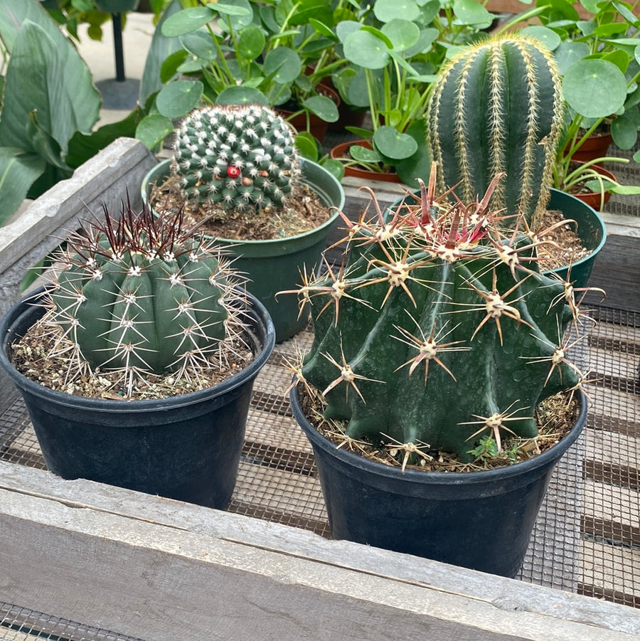 Cactus 6"