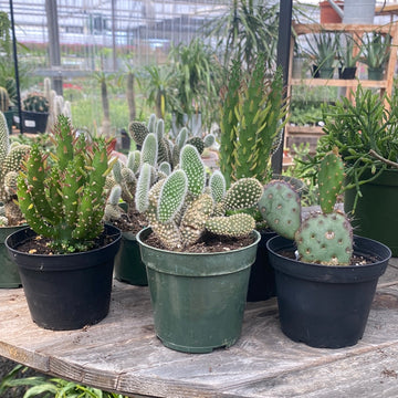 Cactus Assorted 4"