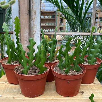 Cactus Epiphyllum Ric Rac 4"