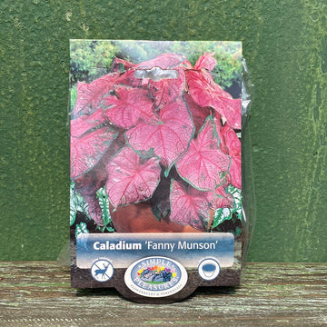 Caladium -  Fannie Munson Bulbs